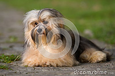 Cute young havanese dog lying on a paved road in soft sunlight Stock Photo