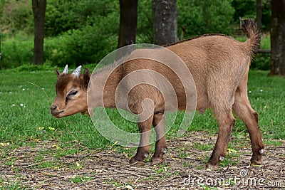 Cute young kid Stock Photo