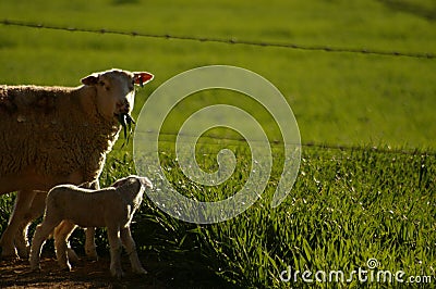 Cute young lambs with their mother feeding on green grass fields Stock Photo