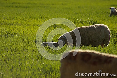 Cute young lambs with their mother feeding on green grass fields Stock Photo