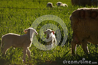 Cute young lambs with their mother feeding on green grass fields Stock Photo