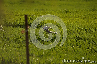 Cute young lambs with their mother feeding on green grass fields Stock Photo