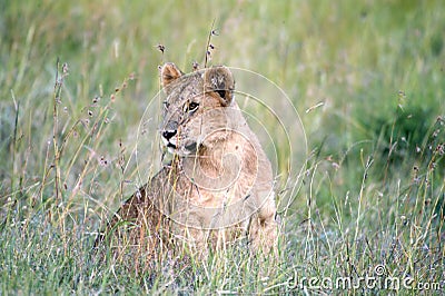 Young watchfull lion cub sitting in high grass, Serengeti, Tanzania Stock Photo