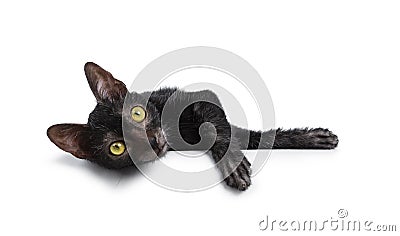 Cute young Lykoi / werewolf cat kitten Isolated on a white background. Stock Photo