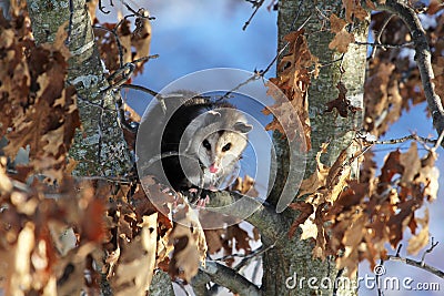 Cute Young Nocturnal Marsupial Opossum Climbing Oak Tree Stock Photo