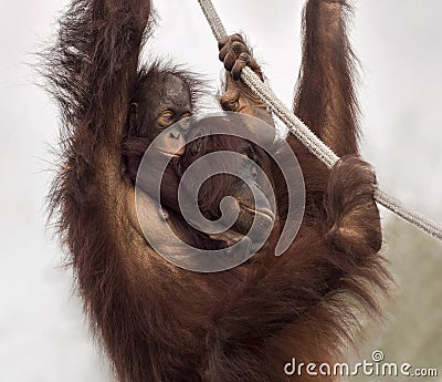 Cute Young Orangutan Hangin` Out with Mom Stock Photo