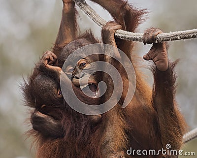 Cute Young Orangutans Hangin` Out Stock Photo