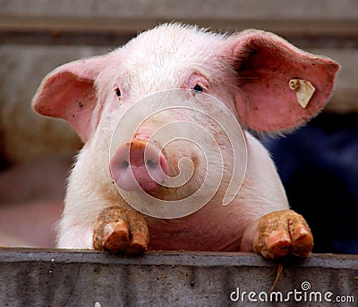 Cute young pig Stock Photo