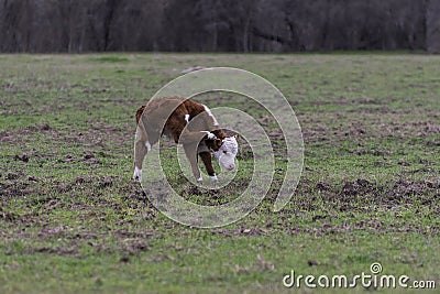 Polled Hereford calf scratching his ear Stock Photo
