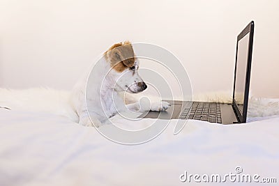 Cute young small dog working on laptop at home. Bedroom. Indoors Stock Photo