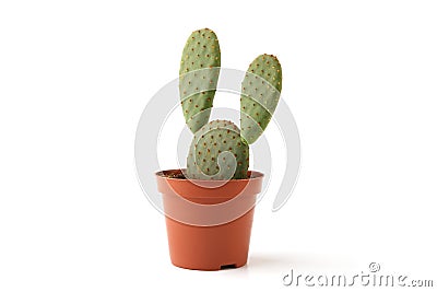 Cactus opuntia in pot isolated on white background. Stock Photo