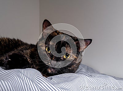 Cute young tortoiseshell color cat lying on her bed Stock Photo