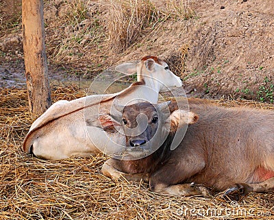 Cute young water buffalo and his brother calf Stock Photo
