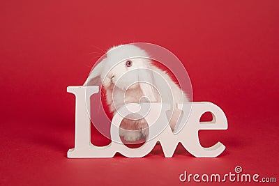 Young white rabbit behind white word love on a red background Stock Photo
