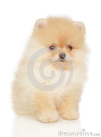 Cute Zwerg Spitz puppy on a white background Stock Photo