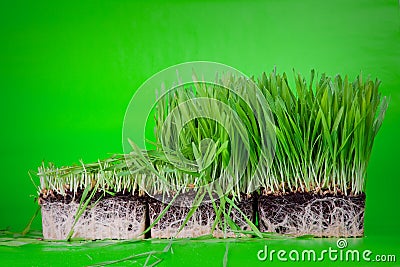 Cuted grass Stock Photo