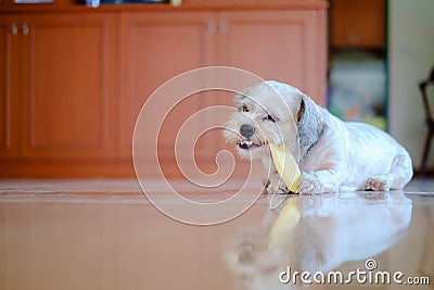Cutely white short hair Shih tzu dog is happy to gnaw at a mango Stock Photo