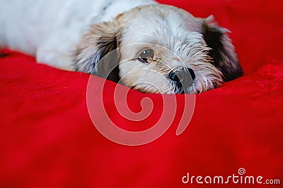 Cutely white short hair Shih tzu dog on red fabric background Stock Photo