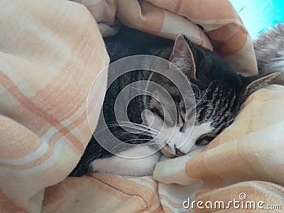 Cuteness of feline animal, domestic cat sleeping between the covers Stock Photo