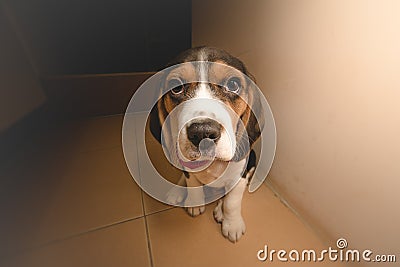 Cuteness Overload - Beagle Pup looking at camera Stock Photo