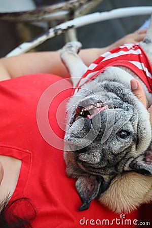 The cuteness of a smiling Pug dog is happy. Stock Photo