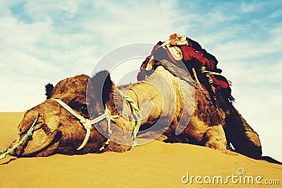 Cutest Camel Resting in the Desert Animal Concept Stock Photo