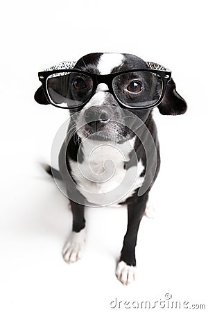 Cutest dog is watching you with glasses on against white background Stock Photo