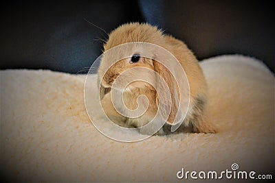 Cute Tiny Dwarf Bunny Stock Photo