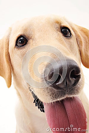 Cutey Labrador Stock Photo