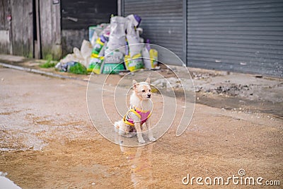 Cutie dog in Etong village at kanchanaburi city Thailand. Stock Photo