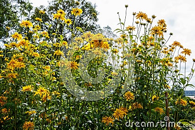 Cutleaf Coneflower Rudbeckia lacinata blooming in garden, sunny Stock Photo