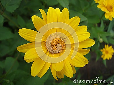 Cutleaf coneflower (rudbeckia) yellow flower Stock Photo