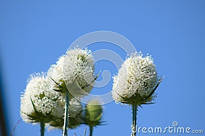 Cutleaf teasel in bloom closeup view with blue sky on background Stock Photo