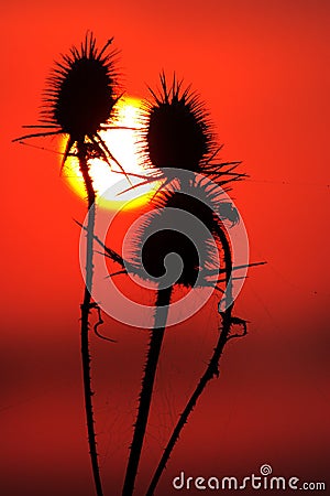 Cutleaf teasel with sun at sunset Stock Photo