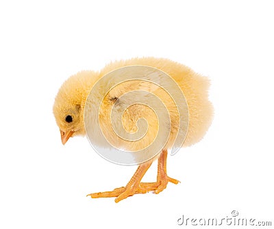 Cutout easter chick Stock Photo