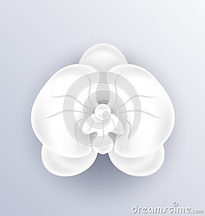 Cutout flower - beautiful orchid, paper craft Vector Illustration