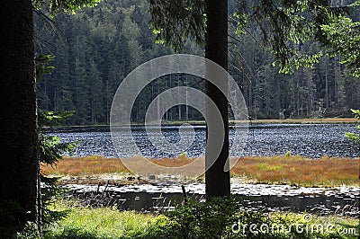 Cutout of the Groï¿½er Arbersee with quagmire in the Bavarian Forest Stock Photo