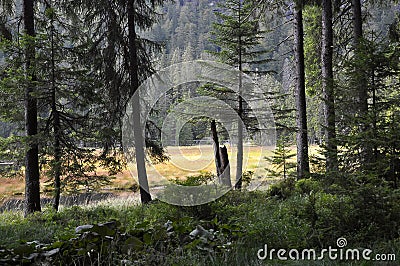 Cutout of the Groï¿½er Arbersee with quagmire in the Bavarian Forest Stock Photo