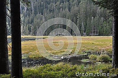 Cutout of the Groï¿½er Arbersee with quagmire in the Bavarian Forest Stock Photo