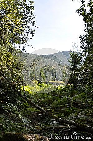 Cutout of the Kleiner Arbersee with view to the Groï¿½er Arber Stock Photo