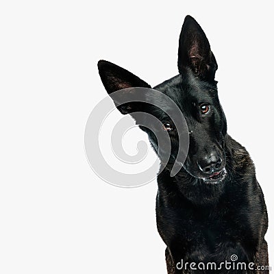 cutout picture of adorable dutch shepherd dog looking forward Stock Photo
