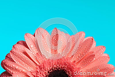cutout picture of pink gerbera daisy flower with waterdroplets and essential oils Stock Photo