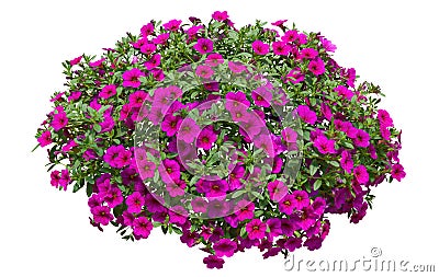 Cutout pink flowers. Petunia Stock Photo