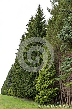 Cutout tree line. Coniferous and deciduous mixed forest. Row of green trees and pines isolated on white background Stock Photo