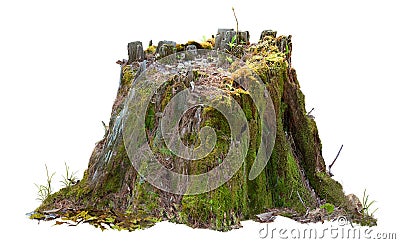 Cutout tree stump. Mossy trunk Stock Photo