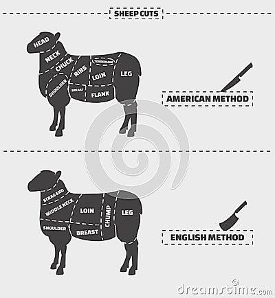 Cuts of lamb meat. Vector Illustration