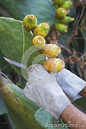 Cuts off a Prickly Pear Stock Photo