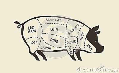 Cuts of pork, pig. Butcher shop, meat vector illustration Vector Illustration