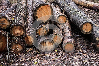 Cutted charred pines. Dead pine trees after a forest fire. Stock Photo