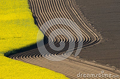 Curved furrows in spring, agrarian ploughed fields beneed a flowering colza or rape field. Plowed fields. Stock Photo